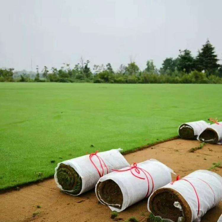 真草草坪